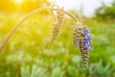 küçük tatlı bahar çiçek bir güneş ışığı altında