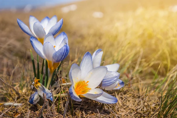 Schöne Nahaufnahme Frühling Krokus in einem Gras — Stockfoto