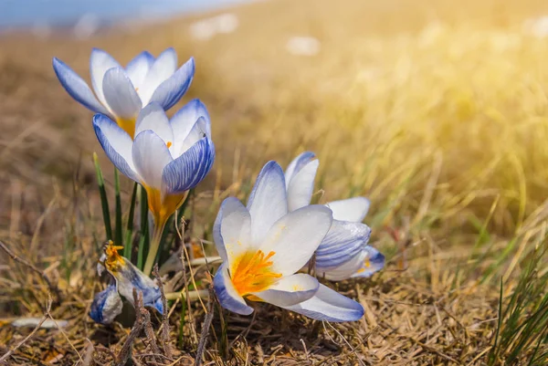 Krásná detailní jarní krokusy v trávě — Stock fotografie