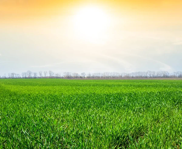 Green spring fields at the sunset — Stock Photo, Image