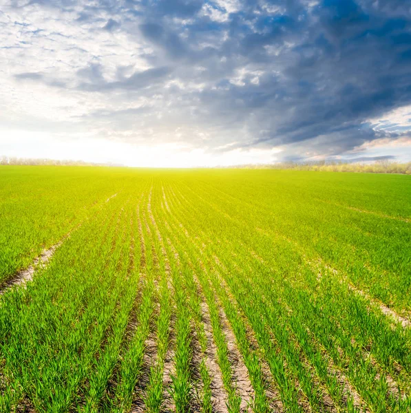 Campi verdi primaverili al tramonto — Foto Stock