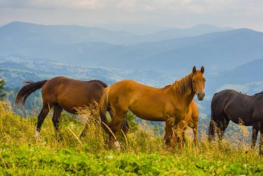 at sürüsü bir dağ mera üzerinde