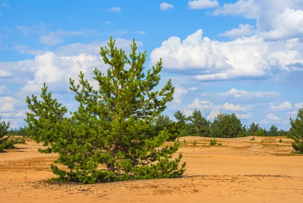 Crescimento de pinheiros em uma areia quente — Fotografia de Stock