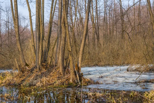 水の森の湧き水 — ストック写真