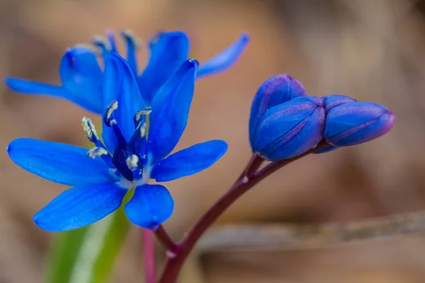 Closeup krásné modré Jarní květina — Stock fotografie