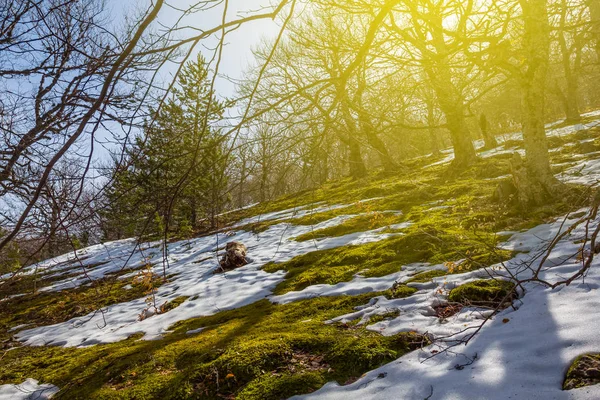 Krásný jarní les na svahu kopce — Stock fotografie