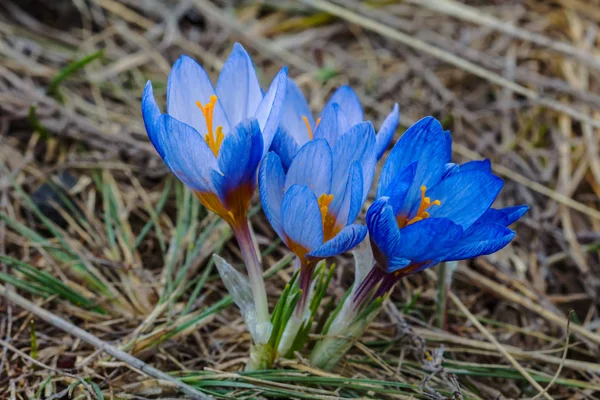 Mulțimea de crocus albastru frumos într-o iarbă uscată — Fotografie, imagine de stoc