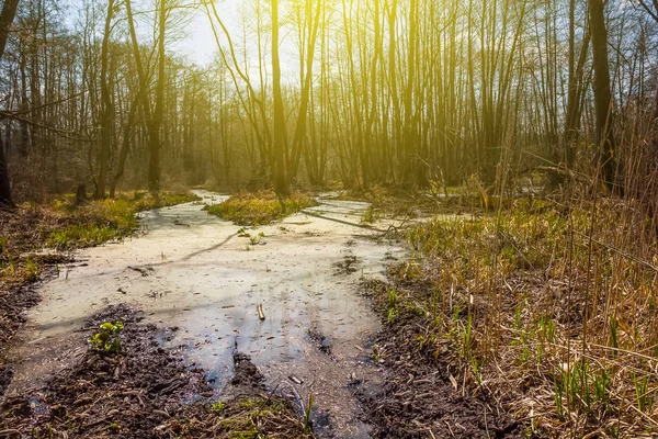 Küçük Gölet bir orman sahne — Stok fotoğraf