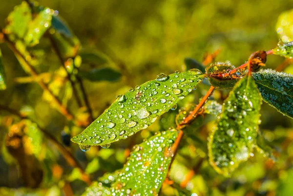 Primer plano rama arbusto en un gotas de agua —  Fotos de Stock