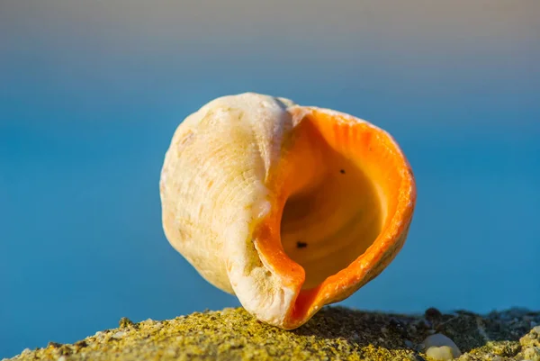 Closeup mariene shell op een Zeekust — Stockfoto