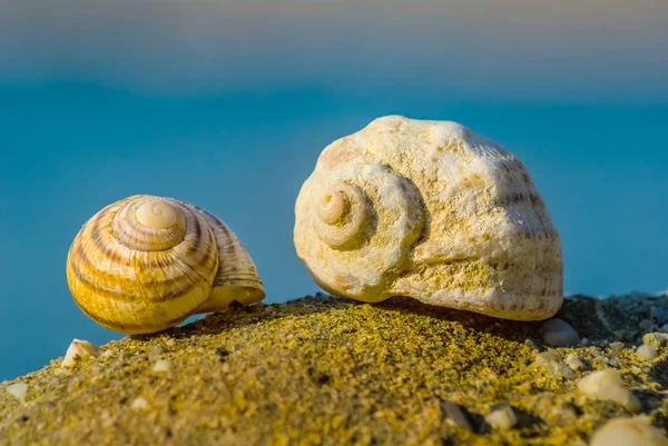 Primo piano guscio marino su una pietra — Foto Stock