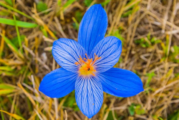 乾いた草の背景にクローズ アップの青い花 — ストック写真