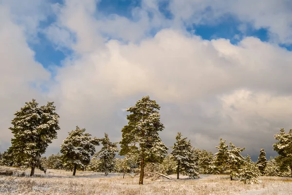 Winter schneegebundene Kiefernwälder — Stockfoto