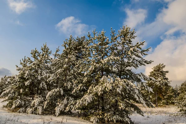 Зимний сосновый лес в снегу — стоковое фото