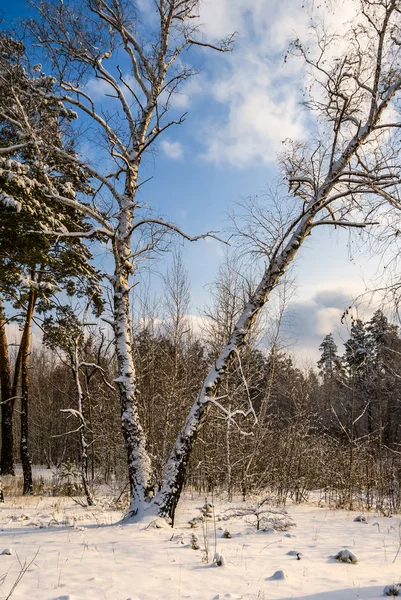 Bir kar kış orman — Stok fotoğraf