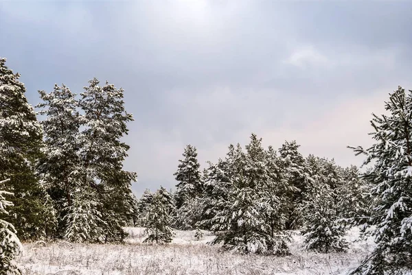 Χειμώνα πευκόφυτο δάσος στο χιόνι — Φωτογραφία Αρχείου