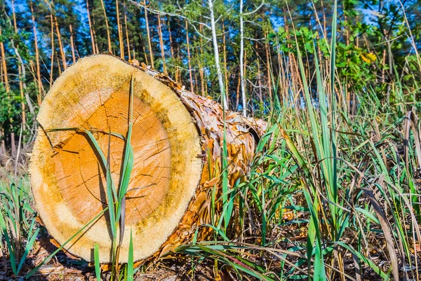 Tronco de árbol en una hierba — Foto de Stock