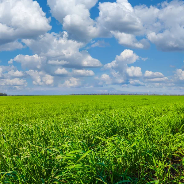 Vårgrön landsbygdens fält — Stockfoto