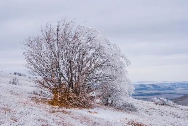 Fryst träd på en vinter backen backe — Stockfoto