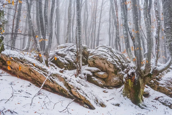 Vinter insnöad skog i en dimma — Stockfoto