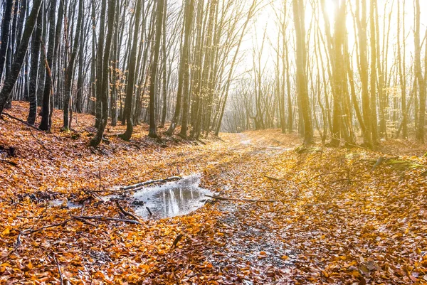Tyst höst skog i en strålar från solen — Stockfoto