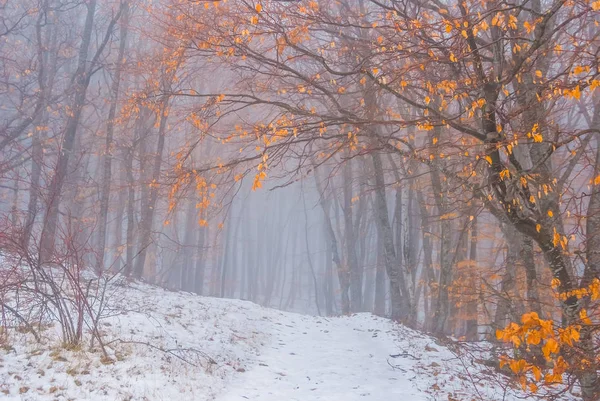 Winter neblig Wald ruhige Szene — Stockfoto