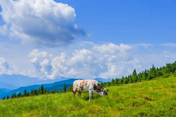 Cow on a mountain pasture — Stock Photo, Image