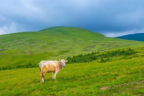 Hnědé krávy na horské louky Karpat — Stock fotografie