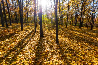 güneşli gün sessiz sonbahar orman