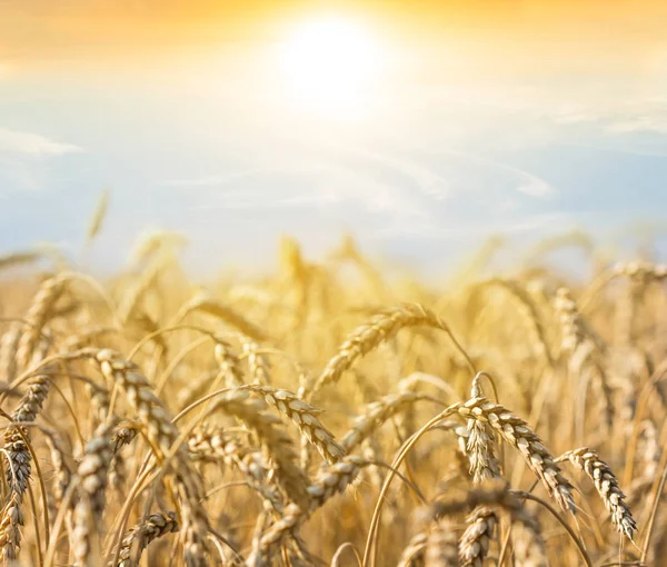 Campo de trigo dourado ao pôr-do-sol — Fotografia de Stock