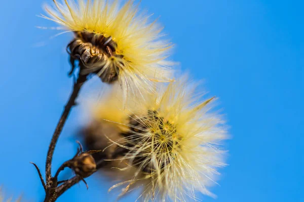 蓝蓝的天空背景上特写干于秋花 — 图库照片