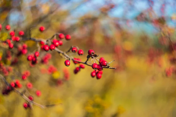 Closeup hawthorn bush with berries — Stock Photo, Image