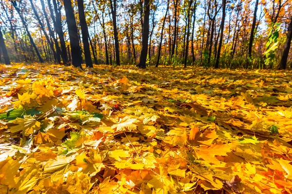 Herbst-Ahornhain mit trockenem Laub bedeckt — Stockfoto