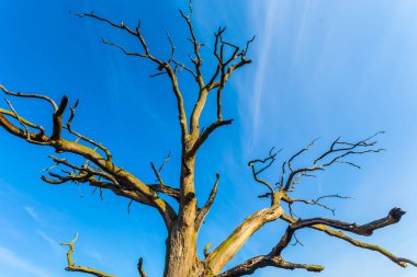 mavi gökyüzü arka plan üzerinde closeup kuru ağaç