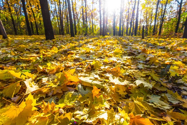 Ruhige herbstliche Waldlandschaft — Stockfoto