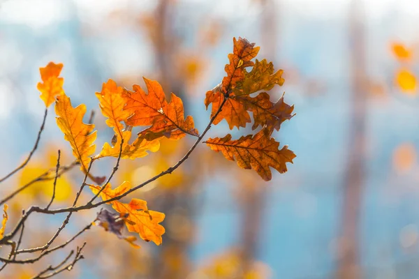 Nahaufnahme trockener Herbst Eichenzweig — Stockfoto