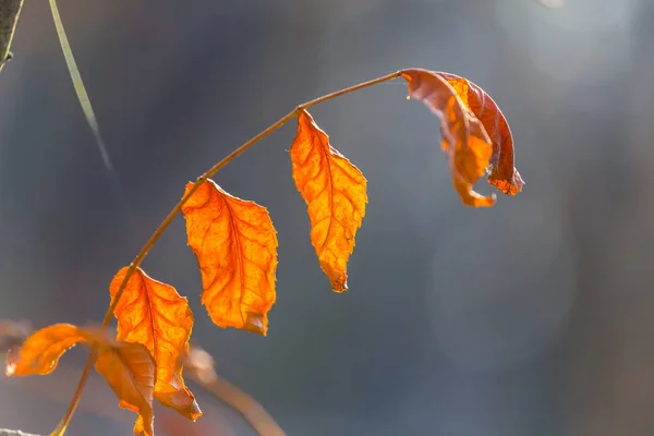 Nahaufnahme rote trockene Herbstpflanze — Stockfoto