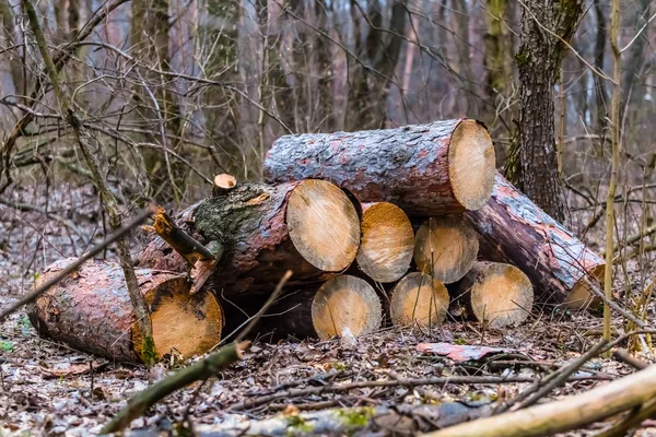 Cumulo di un tronco d'albero in una foresta — Foto Stock