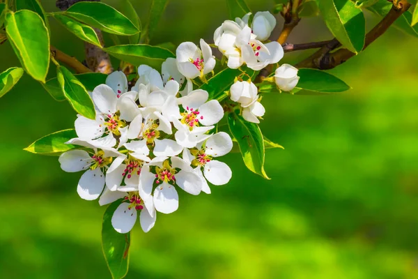 Primer plano manzano de primavera en una flor —  Fotos de Stock