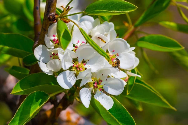 Primer plano flor de manzana de primavera —  Fotos de Stock