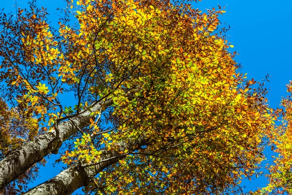 Primer plano rojo seco árbol de otoño sobre un fondo de cielo azul — Foto de Stock