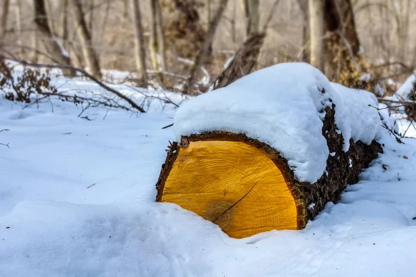 Closeup jurnal de pin legat de zăpadă pe o lamă de pădure — Fotografie, imagine de stoc