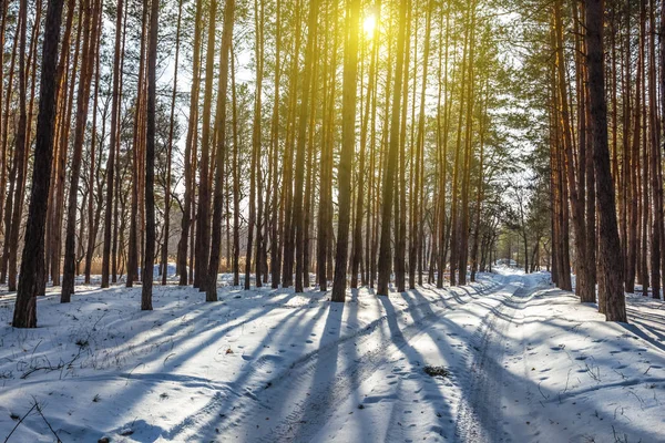 Zimowe śniegiem lasu w długich cieni w słoneczny dzień — Zdjęcie stockowe