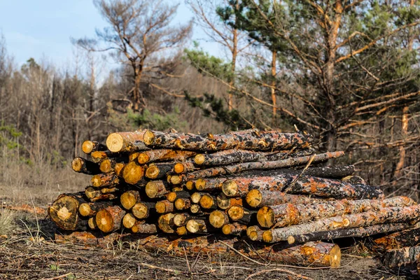 Heap of tree barrels lie in a forest — Stock Photo, Image