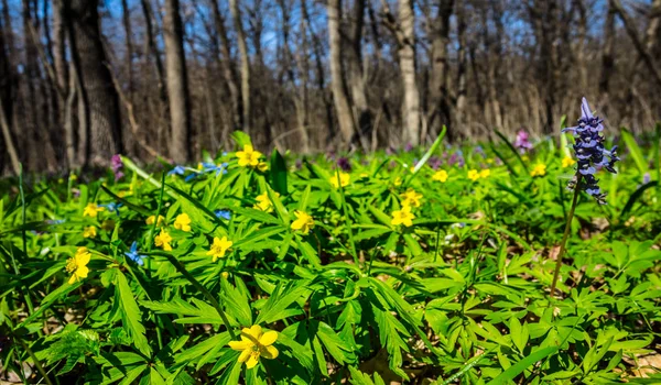 Closeup green forest glade — Stock Photo, Image