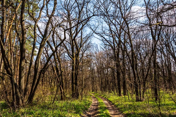 Brillante primavera foresta glade scena — Foto Stock