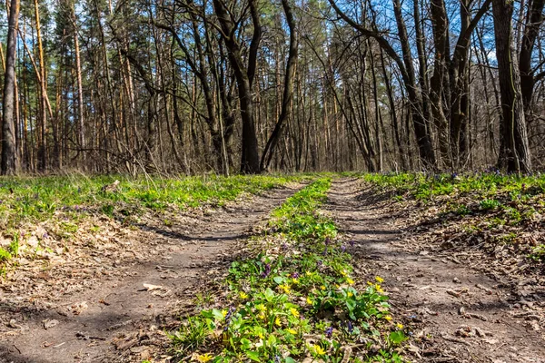 Strada attraverso una foresta di primavera — Foto Stock