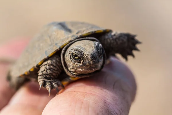 Tortuga en los dedos humanos — Foto de Stock