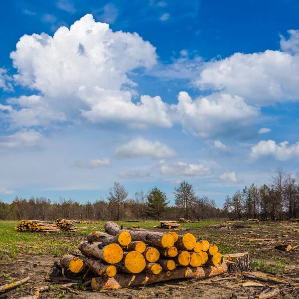 Pile of logs on a forest glade — Stock Photo, Image