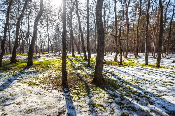 Jarní les na jasný slunečný den — Stock fotografie